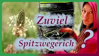 Effizienteste Form von Wildgem&uuml;se Rohkost Vorrat!!! - Wintervorrat und Rezeptideen f&uuml;r Spitzwegerich