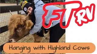 We Spent the Day Hanging Out with Highland Cows and other Animals - Sweet Valley Ranch