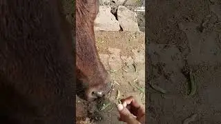 like share comment subscribe 🙏#youtubeshorts #baffalo #cow #shortvideo #viral #song #trending #love