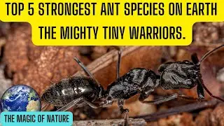 Top 5 Strongest Ant Species on Earth The Mighty Tiny Warriors.