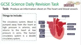 GCSE Daily Revision Task 19:  The heart & circulation