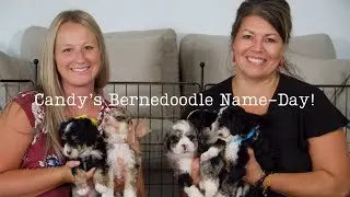 Candy's F1B Mini Bernedoodle Puppies Name Day!