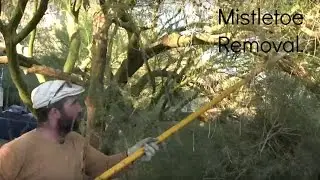Обрезка и уход за деревьями Пало Верде (№ 2, Удаление омелы)