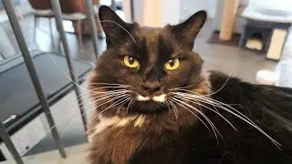 &ldquo;I'm a purring machine and the clingiest tuxedo cat&rdquo;