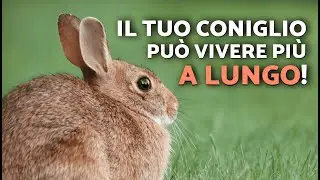 Quanto vive un coniglio? 🐇🌱 Aspettativa di vita e cure per una vita pi&ugrave; lunga