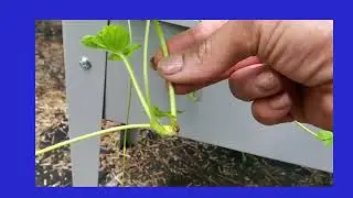 Update on #Strawberry Runners #zone 7b