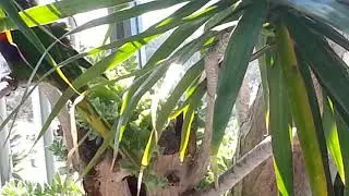 Parrot digging pot for nest