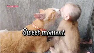 You Won't Believe Baby Monkey Cubin's Playful Pranks on the Cats Non-Stop!