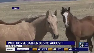 BLM to round up 2,200 wild horses in northeast Nevada