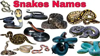 25 Snakes Names for Kids | Fun Snake Facts & Learning | Preschool  & Educational Wildlife Video