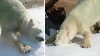 Watch | Polar bears enjoy snow at San Diego Zoo