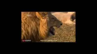 laughing lion 😂