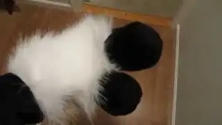 Puffy Paws