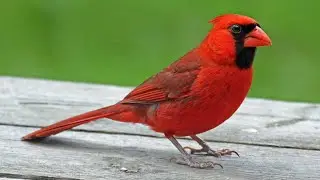 Cardinal Bird 1 SMART MASTERING