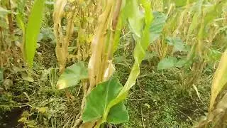 comment utiliser l'urine humaine, engrais bio et gratuit