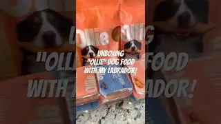 Does my Labrador approve of the Ollie dog food?! #ollie #unboxing #dogfood