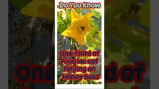 Honey Bee #Facts #shorts #neet #bees #science #interestingfacts