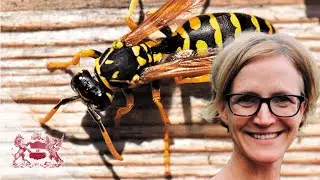 Why the World Should be Harnessing the Predatory Power of Wasps | Seirian Sumner