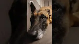 Loki's Hundebuch