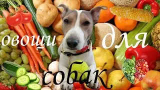 ОВОЩИ ДЛЯ СОБАК / овощи могут вредными /VEGETABLES FOR DOGS