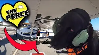 Taking our dog flying for the first time! 😜