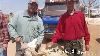 مباشره من سوق الاربعاء مكناس الناس بداو يشريو الحولي د العيد الاضحى1206/2024