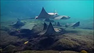 Diving Galapagos, Ecuador [GoPro]
