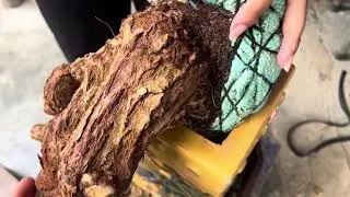 (Đx)Ph nh  &Yacute; M727.. Gl ae..C&acirc;y Ma dương ăn tr&aacute;i si&ecirc;u d&agrave; gi&aacute;..250k Lh..0868785403..Tiến Zalo