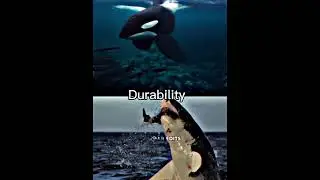 Orca vs shark #wildlife #sharks #greatwhite #orca #animals #1v1 #debate #shorts #capcut