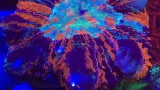 Акантофилия.  Интернет магазин REEF EXCLUSIVE
