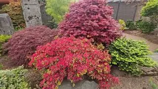 Feeding koi while looking at beautiful apple green Japanese maples in the garden