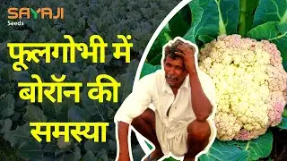 फूलगोभी में बोरॉन की समस्या एवं प्रबंधन | Boron deficiency management in cauliflower