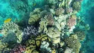 Club El Faraana Reef 4* Ras Um El Sid. Egypt