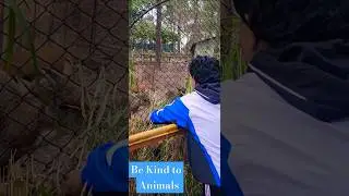 Be Kind to Animals|Jungle|Animals|Cute|Soft|Trending|Reels|Shorts|Viral Video|Youtuber|Yts|Zoo|Fb|in
