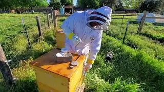 Varroa Mite Varrox Oxalic Acid Vapor Treatment 4 sessions 5 Days Apart