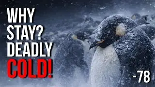 Why Penguins Choose to Freeze Into Antarctica’s Deadliest Winter