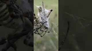 GORGEOUS FEMALE!!! Banded Garden Spider w/ Mate and a fresh kill