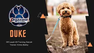 Pooton &ldquo;Duke&rdquo; | Hyper and Unmanageable to Amazingly Obedient | Trainer Krista Bailey