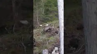 A prime chamois spotted during an evening hunt #pulsar #swarovski #hunt #hunting #chamois #wildlife