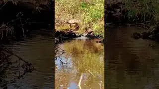 Calm Creek - Love Yourself ❤️