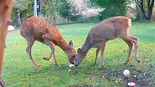 Roe Deers Eating Apples in the Backyard 
