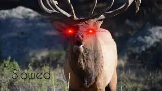 Elk Scream Slowed down By 10%