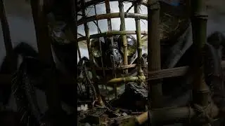 中国古代神话传说  促织：微观维度的降临与囚笼  #东方克苏鲁 #中国神话恐怖 #Megalophobia #ForbiddenKnowledge #CosmicHorror