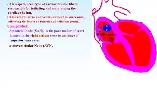 1 Heart & lymphatic vessels