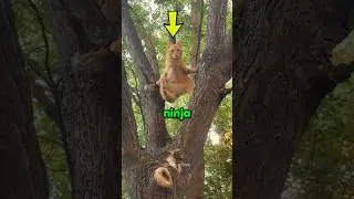 Никогда не заводите кота-ниндзя! 🤣🥷 ​​#кот #питомцы