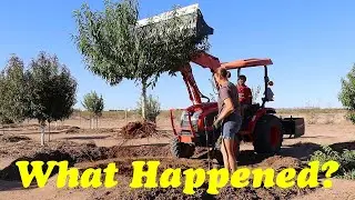 Healthy Fruit Tree Root Stock, A Closer Look