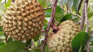 Conhecido como Araticum,marolo,fruto da quaresma. Lindo Fruto do Nosso Cerrado