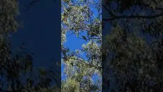 Australian Raptor :  Pacific Baza