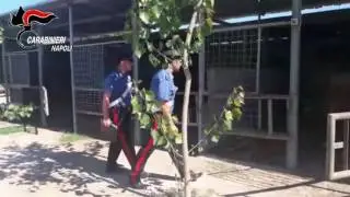 Napoli, sequestro di cavalli e beni di lusso: scacco ai clan Nuvoletta e Orlando