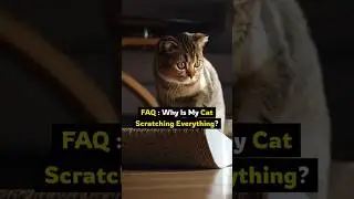 Why Is My Cat Scratching Everything? 🐾 Cat Behavior Explained!